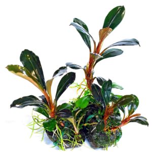 Bucephalandra