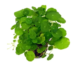 Brazilian Pennywort