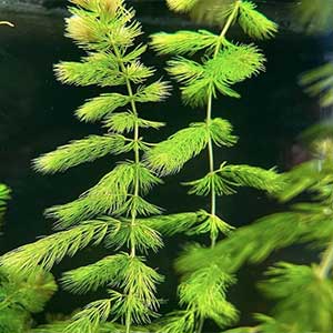 Hornwort