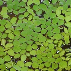 Salvinia-auriculata