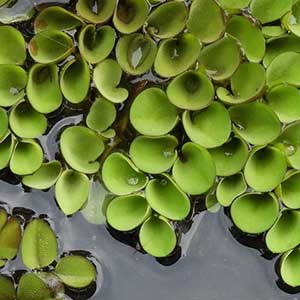 Salvinia-cucullata