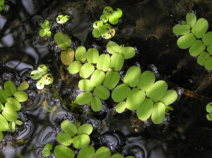 Salvinia natans