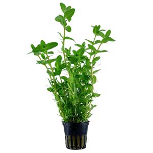 bacopa-caroliniana