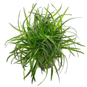 Eriocaulon