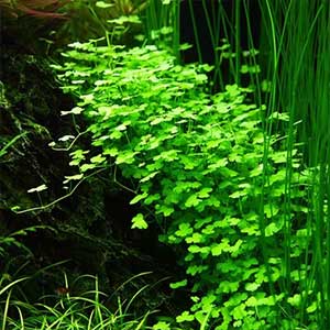 hydrocotyle-tripartita