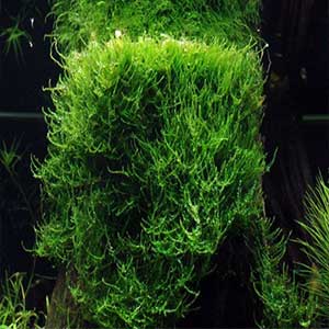 java-moss