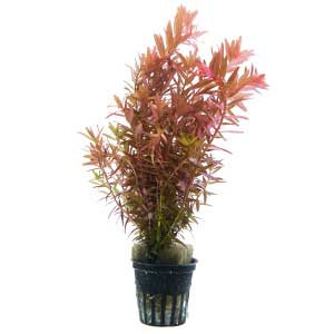 rotala rotundifolia