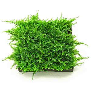 vesicularia-sp-mini-christmas-moss