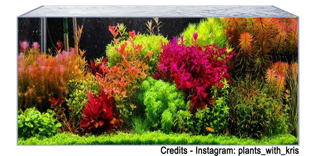 aquascape dutch style