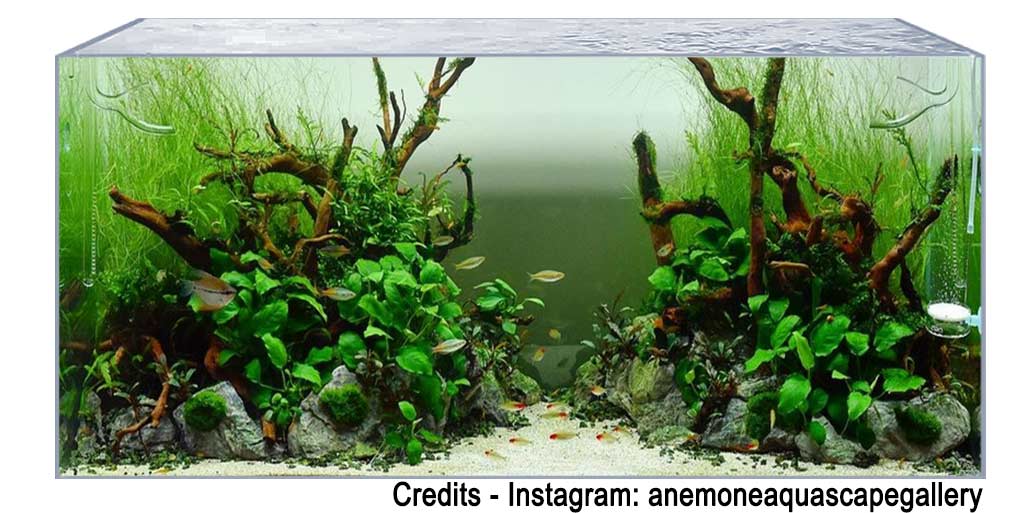 aquascape nature style