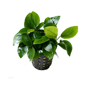 anubias