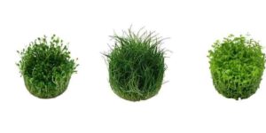 Aquarium Carpet Plants