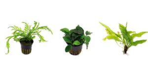 Epiphyte Aquarium Plants