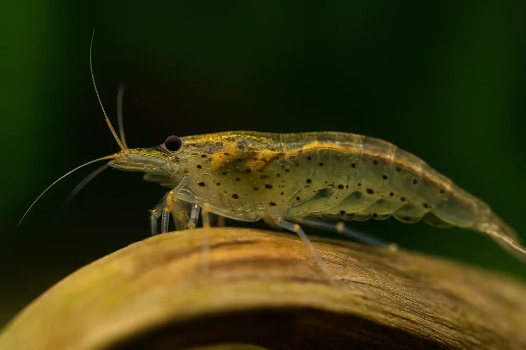 featuredimage_aquariumshrimp