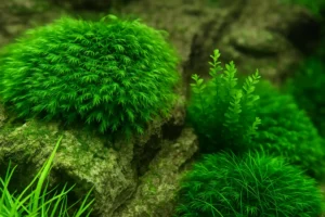 Aquarium Moss Guide: Types, Care and How to Attach It