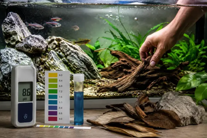 Freshwater aquarium with high pH reading, test kit, mineral rocks and driftwood for safely lowering aquarium pH
