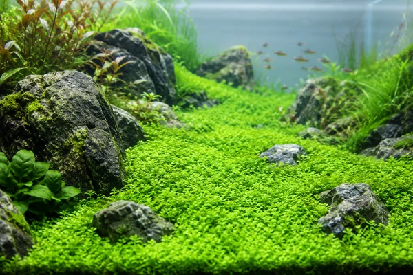 Monte Carlo Aquarium Plant Guide: Carpet Care & Planting