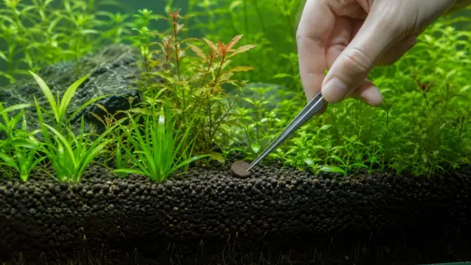 Planting Aquarium Root Tabs