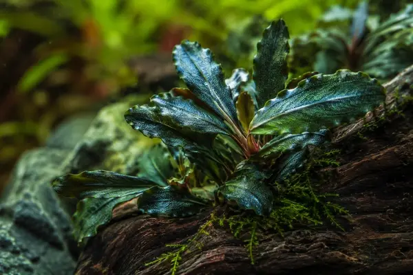 Close-up of Bucephalandra aquarium plant attached to driftwood in a planted tank