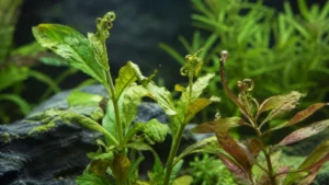 Calcium Deficiency in Aquarium Plants: Symptoms & Fixes