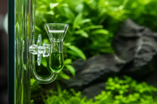 Glass CO2 drop checker with green indicator liquid inside a planted aquarium