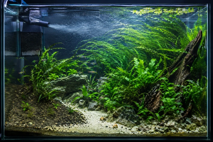Aquarium Filter Flow Guide: Circulation, Dead Spots & Ideal Flow Rate