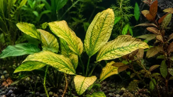 Aquarium Plants with magnesium deficiency