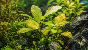 Nitrogen Deficiency in Aquarium Plants: Symptoms & Fixes