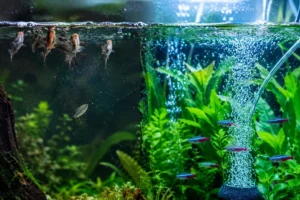 Aquarium Oxygen Levels: Low Oxygen Signs, Causes & Safe Fixes