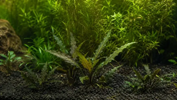 Aquarium Plants with phosphate deficiency