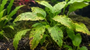 Potassium Deficiency in Aquarium Plants: Symptoms & Fixes