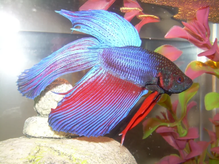 Siamese Fighting Fish
