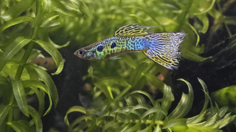 Ginga Rubra Guppy