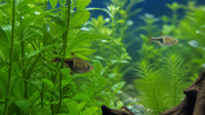 Fish Stress Signs: What to Check Before Assuming Disease