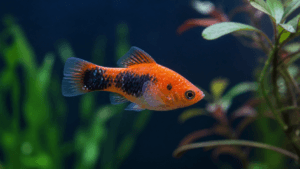 Ich / White Spot Disease in Aquarium Fish: Signs, Causes & Safe Next Steps