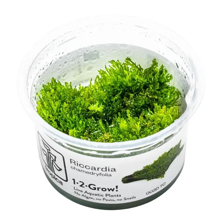 Riccardia chamedryfolia aquarium plant