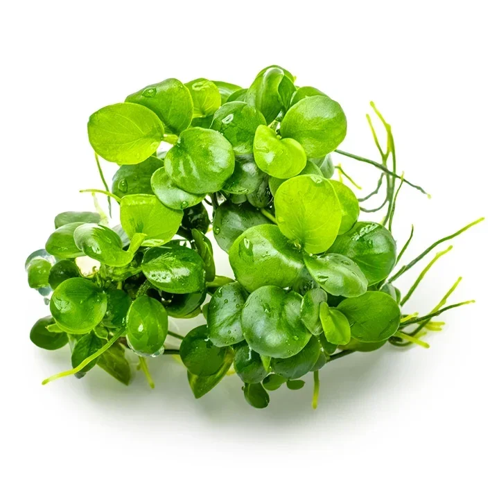 Anubias barteri 'Mini Coin'