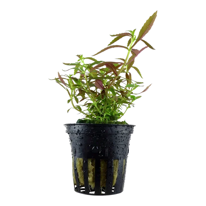 Limnophila hippuridoides aquarium plant