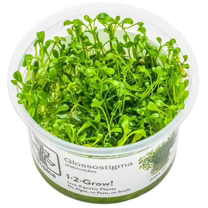 Glossostigma elatinoides