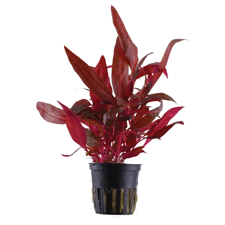 Alternanthera reineckii 'Rosanervig' aquarium plant