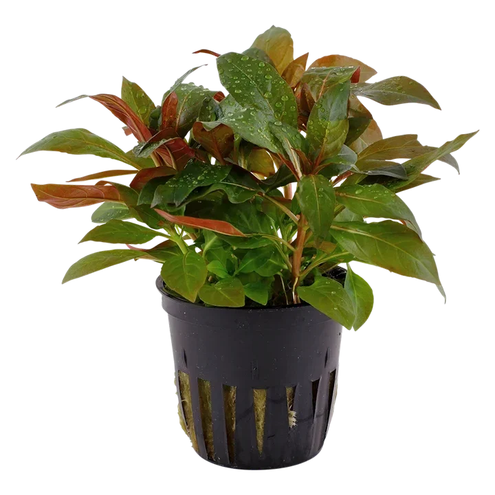 Ludwigia glandulosa aquarium plant