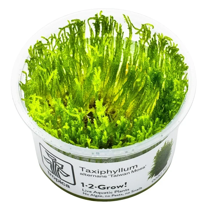 Taxiphyllum alternans "Taiwan Moss" aquarium plant
