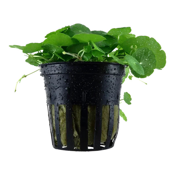 Hydrocotyle verticillata aquarium plant