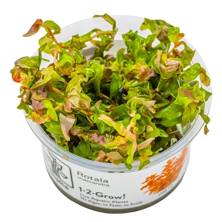 rotala macrandra aquarium plant