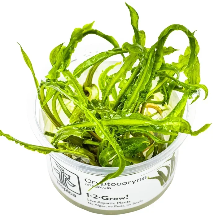 Cryptocoryne crispatula var. balansae aquarium plant