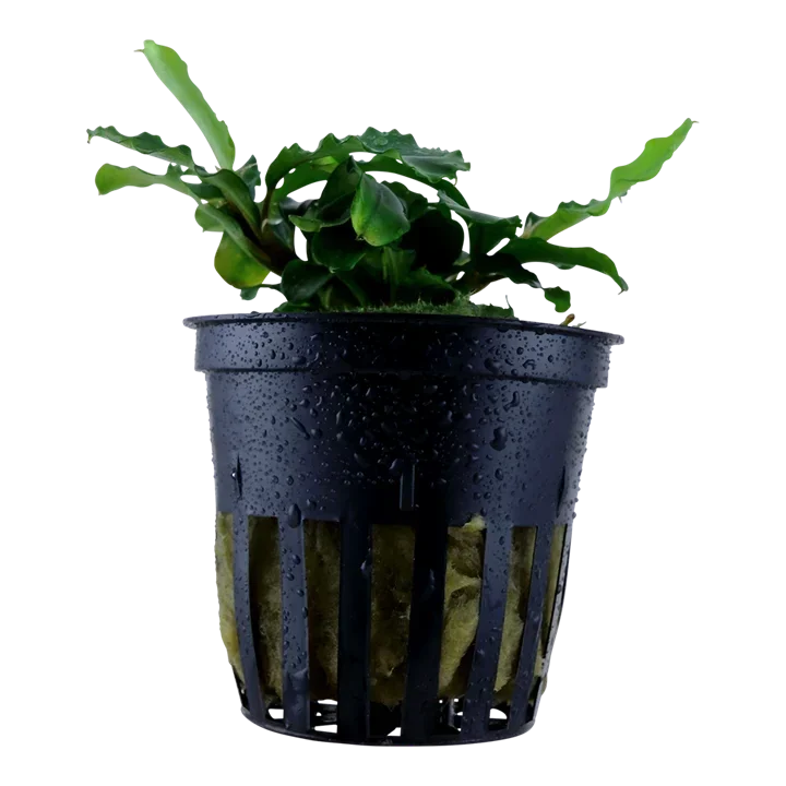 Bucephalandra pygmaea "Bukit Kelam / Sintang" aquarium plant