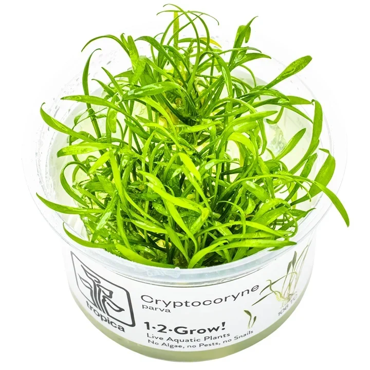 Cryptocoryne parva aquarium plant