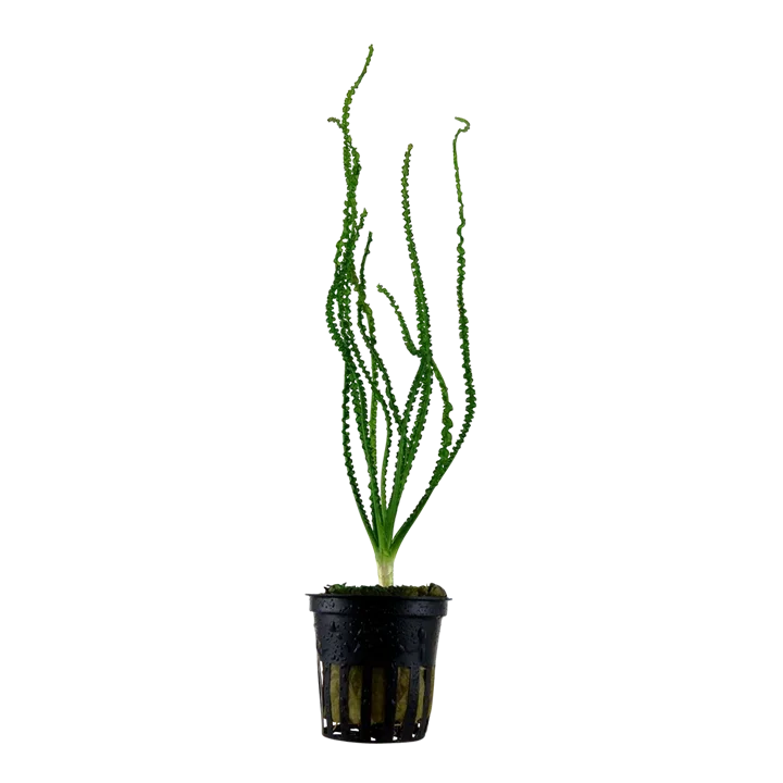 Crinum calamistratum aquarium plant