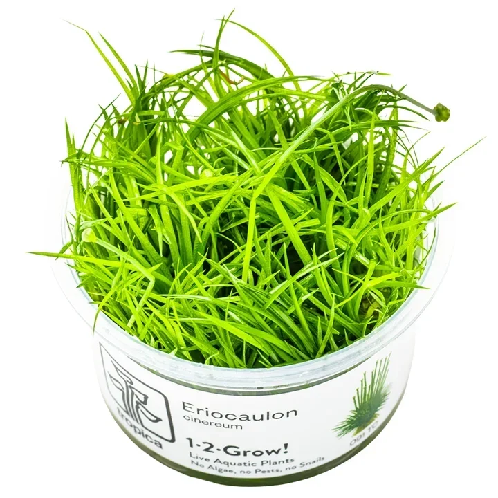 Eriocaulon cinereum aquarium plant