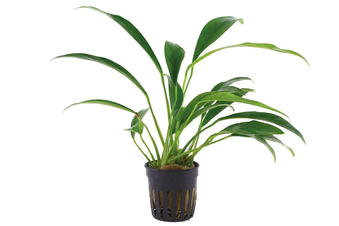 Anubias barteri var. glabra